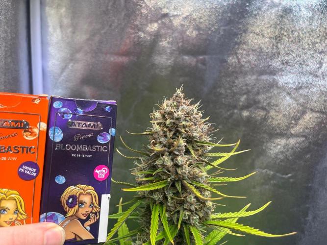 Sour Jealousy Auto. Week 10