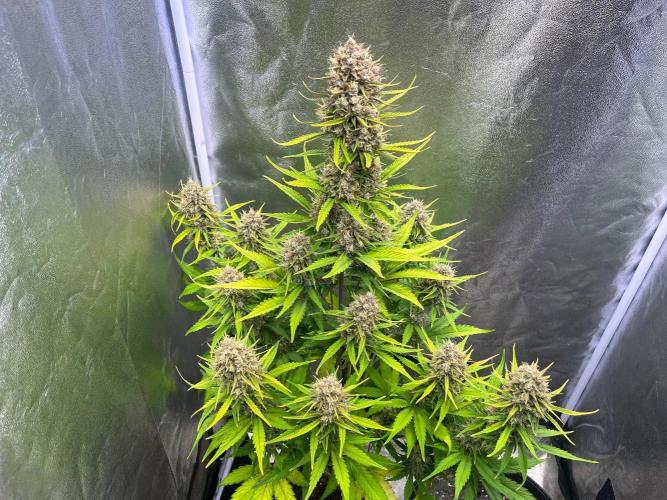 Sour Jealousy Auto. Week 10