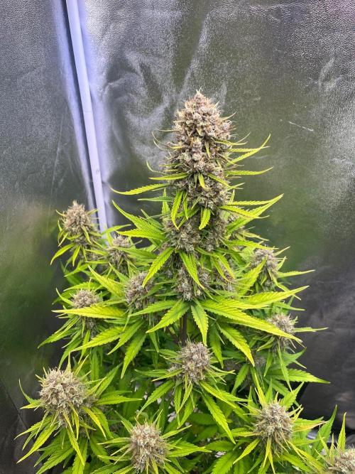 Sour Jealousy Auto. Week 10