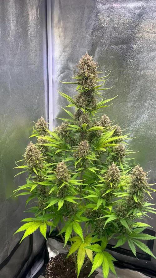 Sour Jealousy Auto