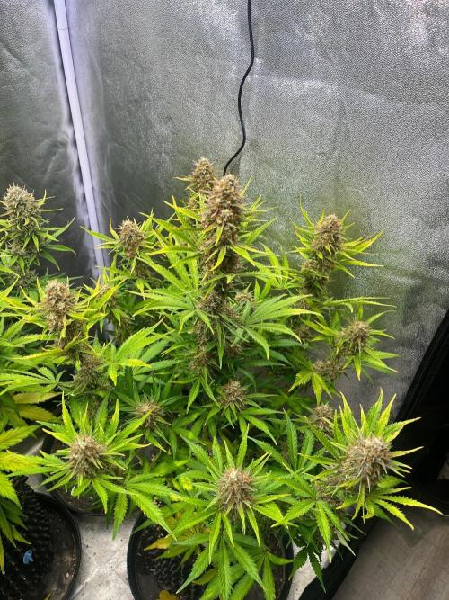 Wedding Cheesecake Auto. Week 10