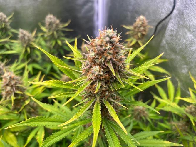 Wedding Cheesecake Auto. Week 10