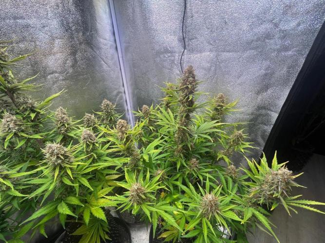 Wedding Cheesecake Auto. Week 10