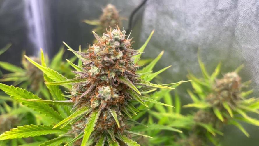 Wedding Cheesecake Auto
