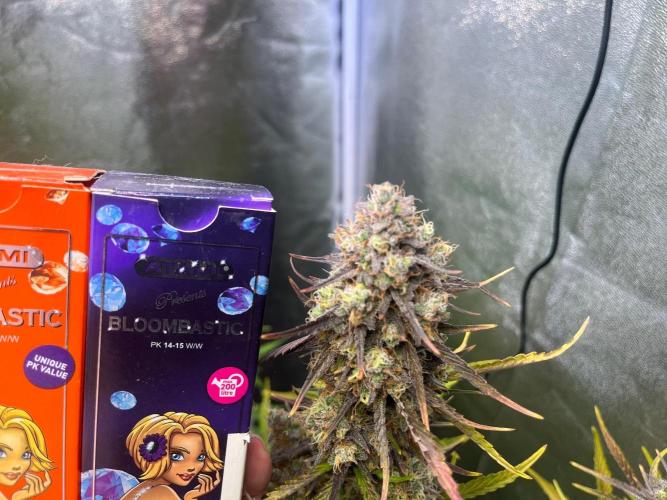 Guava Sunday Auto - Bloombastic contest. Week 10
