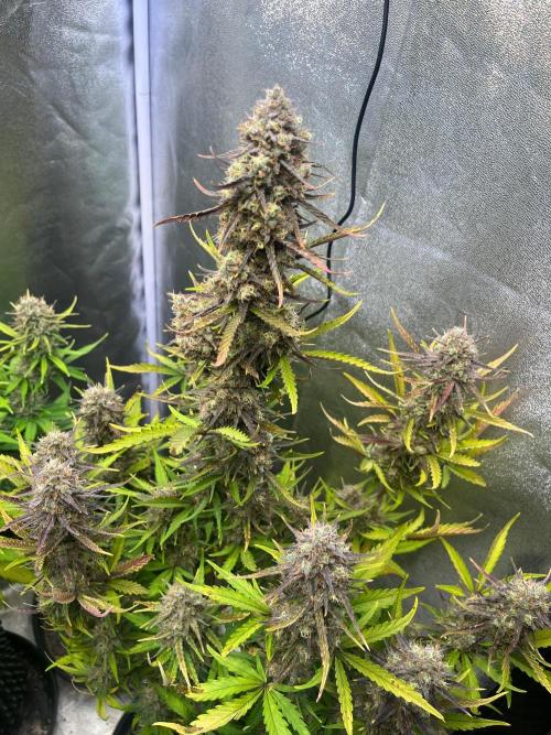 Guava Sunday Auto - Bloombastic contest. Week 10