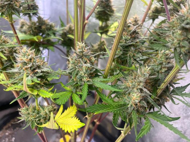 Guava Sunday Auto - Bloombastic contest. Week 10