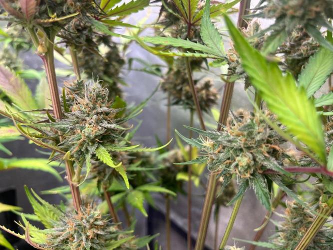 Guava Sunday Auto - Bloombastic contest. Week 10