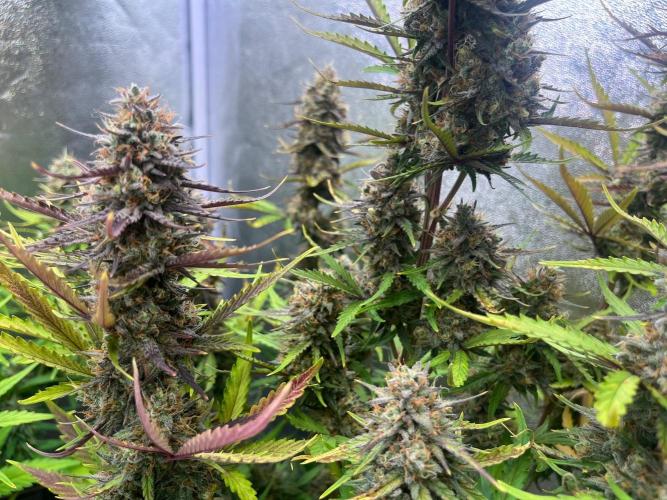 Guava Sunday Auto - Bloombastic contest. Week 10