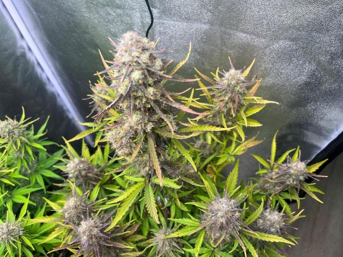 Guava Sunday Auto - Bloombastic contest. Week 10