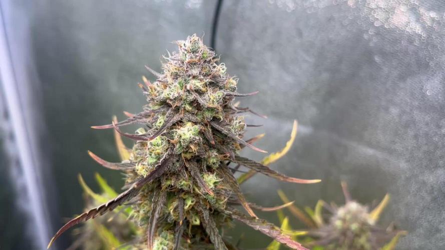 Guava Sunday Auto - Bloombastic contest