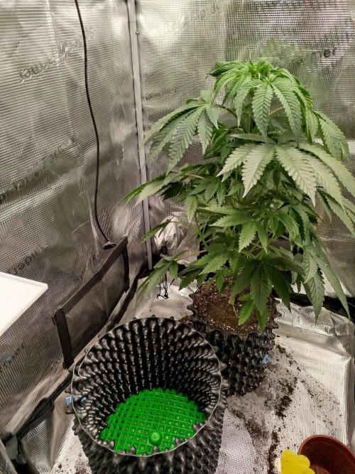 Black Orchard. Week 7