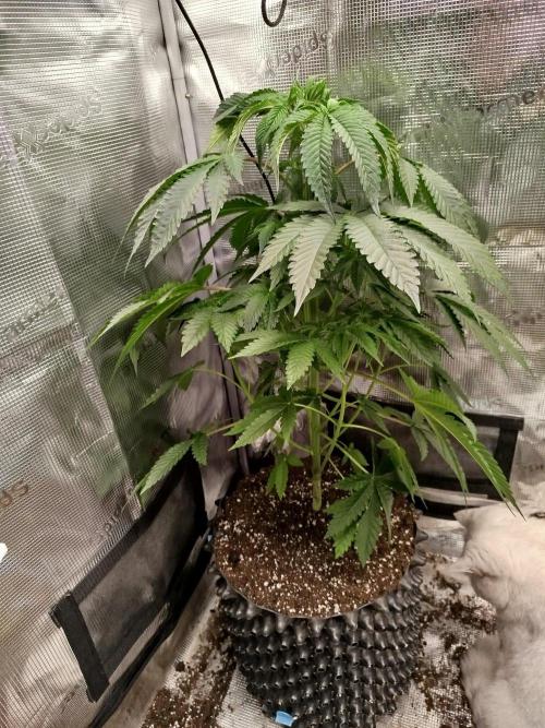 Black Orchard. Week 7