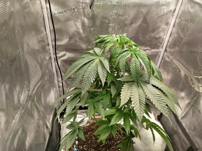 Black Orchard. Week 7
