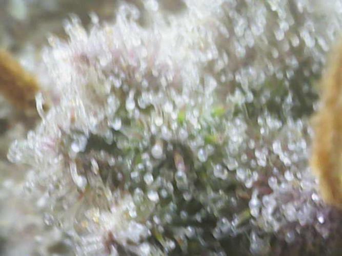Sour Jealousy Auto. Week 10