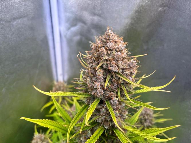Sour Jealousy Auto. Week 11