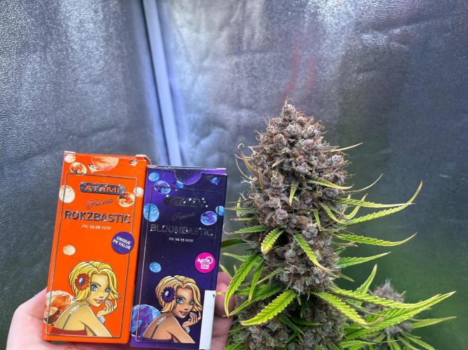 Sour Jealousy Auto. Week 11