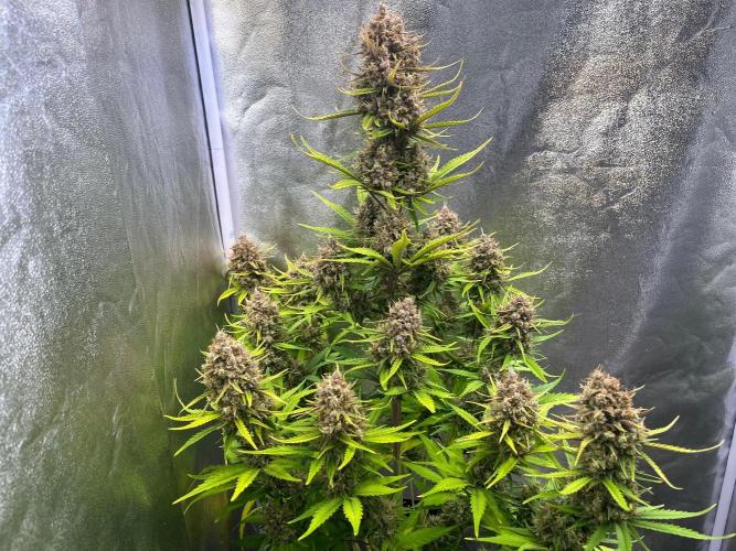 Sour Jealousy Auto. Week 11