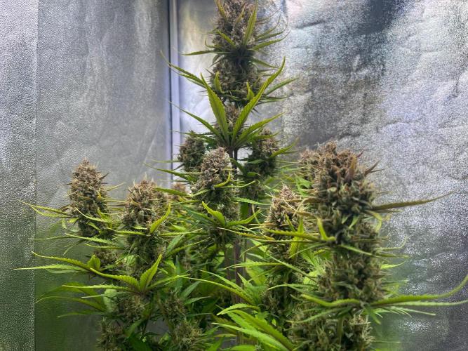 Sour Jealousy Auto. Week 11