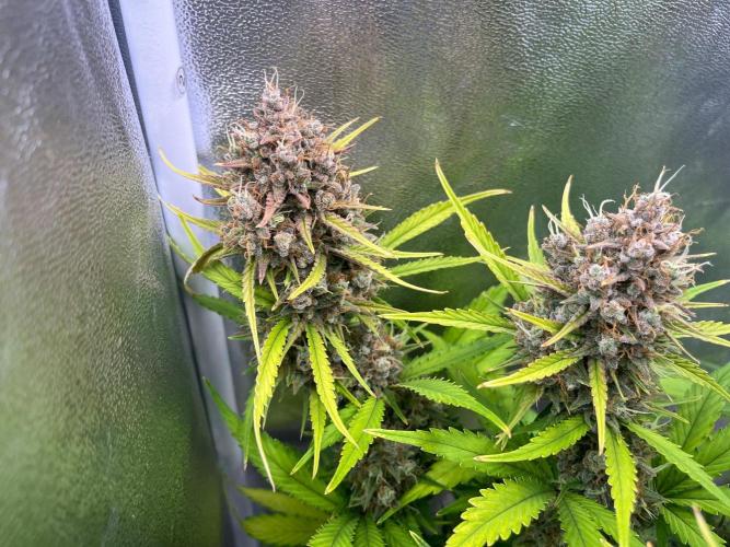 Sour Jealousy Auto. Week 11