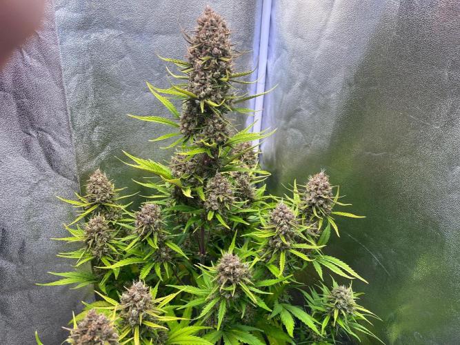 Sour Jealousy Auto. Week 11