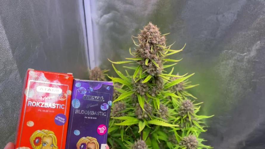 Sour Jealousy Auto