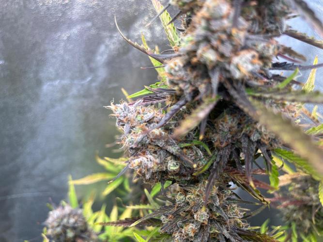 Guava Sunday Auto - Bloombastic contest. Week 11