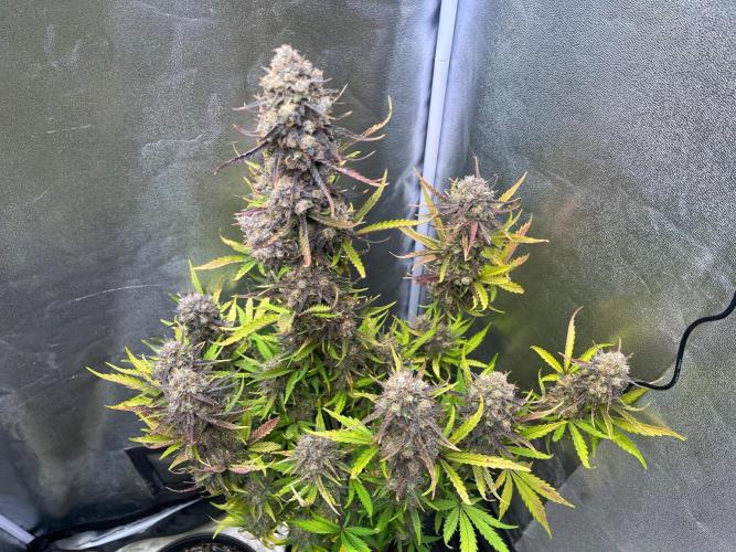 Guava Sunday Auto - Bloombastic contest. Week 11