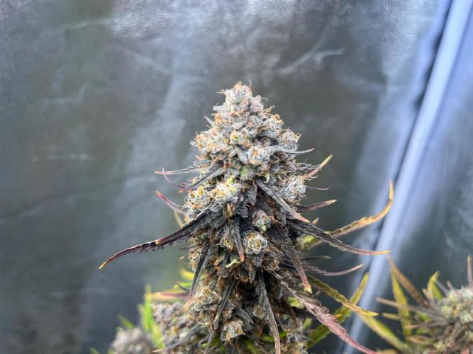 Guava Sunday Auto - Bloombastic contest. Week 11