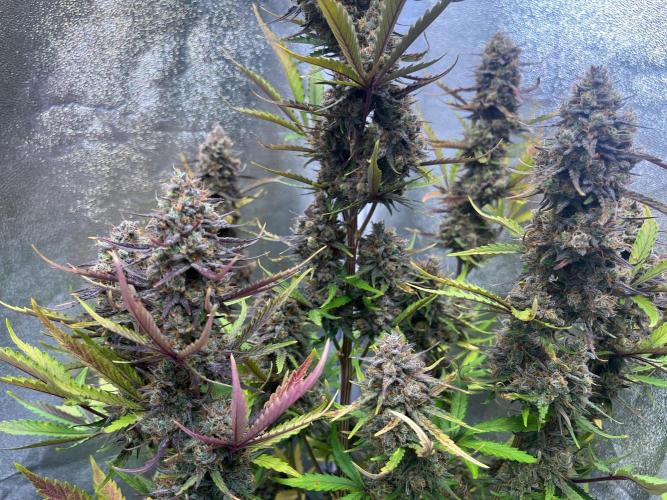 Guava Sunday Auto - Bloombastic contest. Week 11
