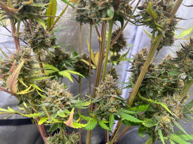 Guava Sunday Auto - Bloombastic contest. Week 11