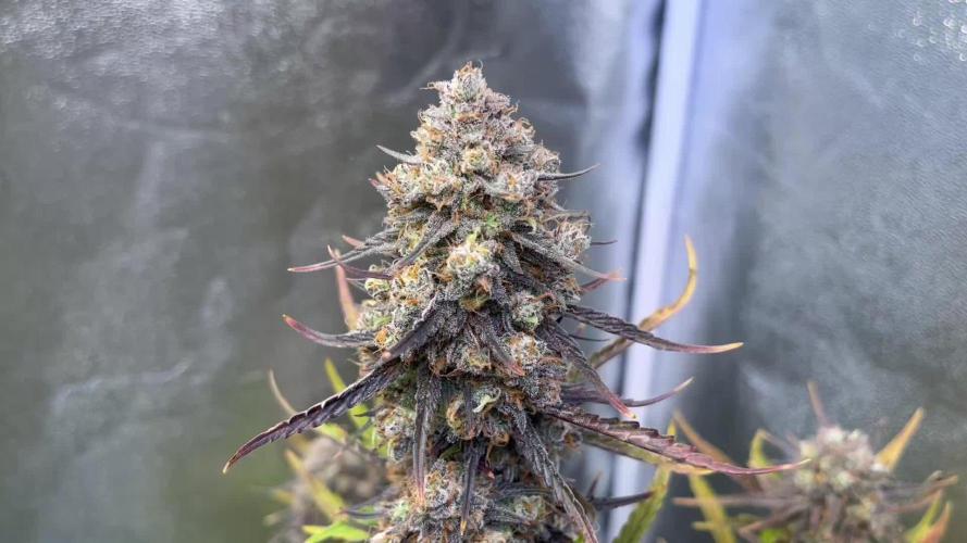 Guava Sunday Auto - Bloombastic contest