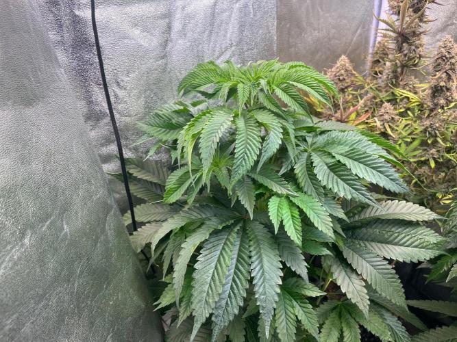 Black Orchard. Week 8