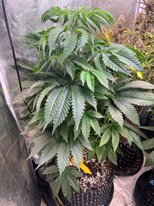 Black Orchard. Week 8