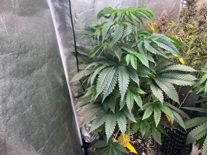 Black Orchard. Week 8