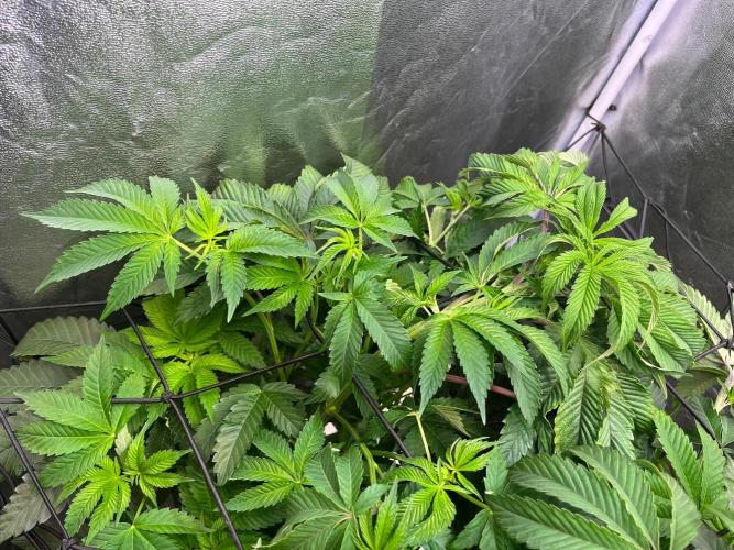 Black Orchard. Week 8