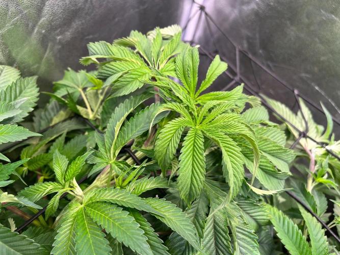 Black Orchard. Week 8