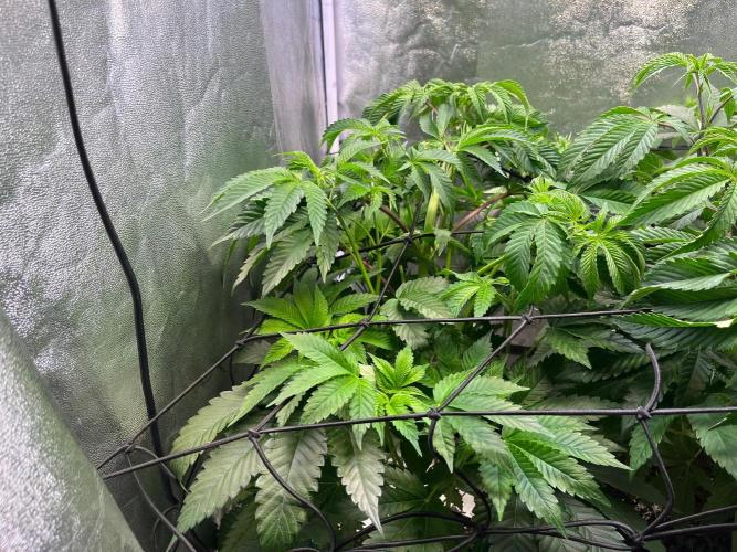Black Orchard. Week 8