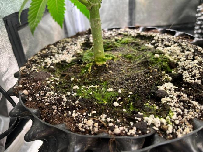 Black Orchard. Week 8