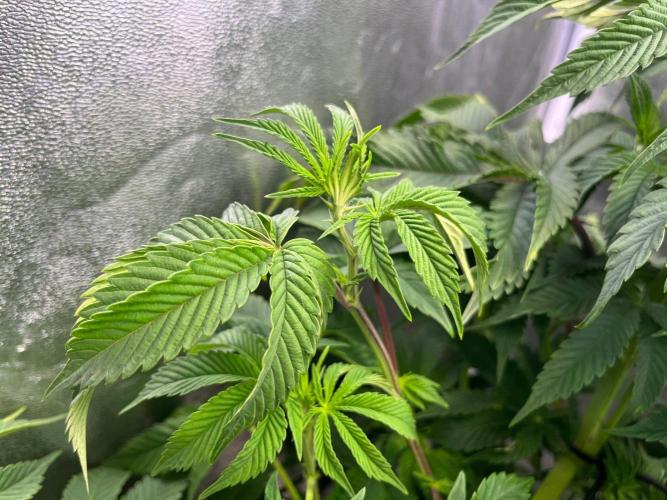 Black Orchard. Week 9