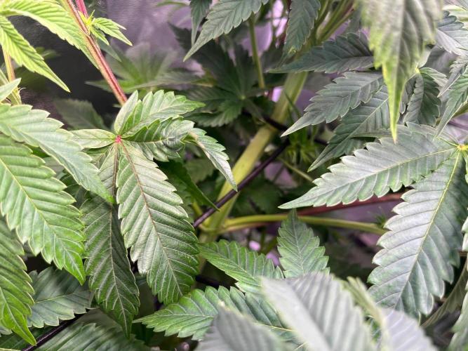 Black Orchard. Week 9
