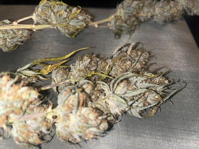 Guava Sunday Auto - Bloombastic contest. Week 12
