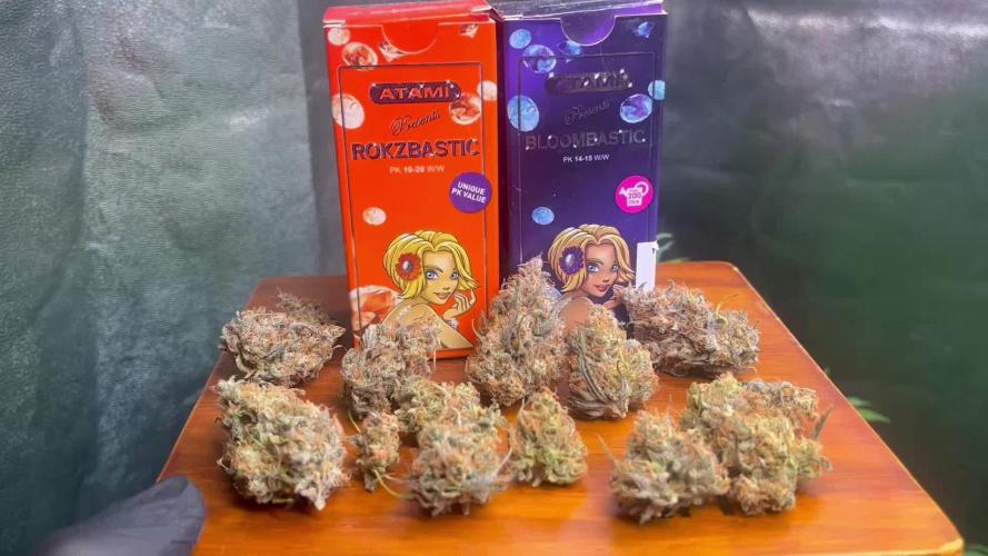 Guava Sunday Auto - Bloombastic contest