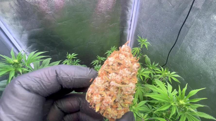 Guava Sunday Auto - Bloombastic contest
