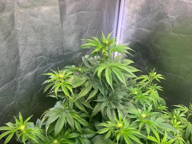 Black Orchard. Week 10