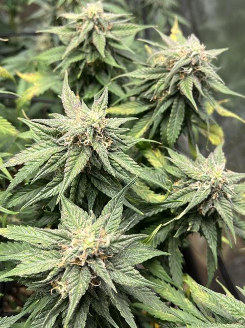 1ere culture de Mars hydro en Auto. Week 9 - Critical orange punch