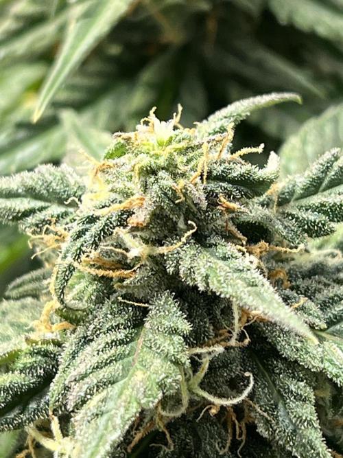 1ere culture de Mars hydro en Auto. Week 9 - Critical orange punch