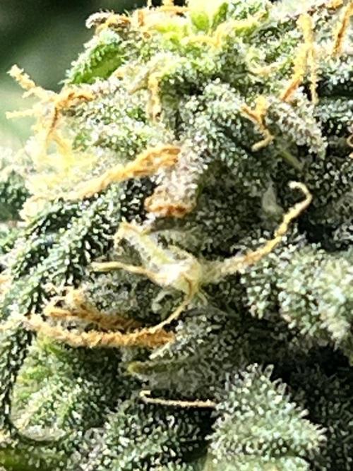 1ere culture de Mars hydro en Auto. Week 9 - Critical orange punch