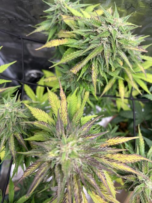 1ere culture de Mars hydro en Auto. Week 9 - Auto Banana Blaze 