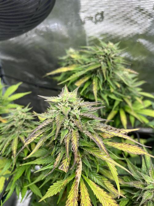 1ere culture de Mars hydro en Auto. Week 9 - Auto Banana Blaze 